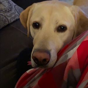 Meet your Posher, Suzanne